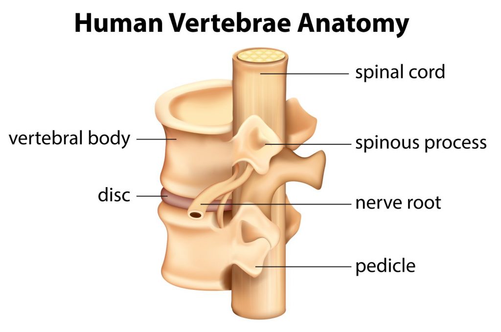 Vertebrae